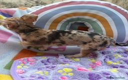 Chihuahua perros en venta: Chihuahua Machito merle toy - Imagen 4