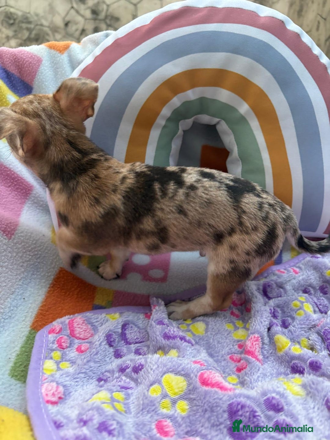 Chihuahua perros en venta: Chihuahua Machito merle toy - Imagen 4