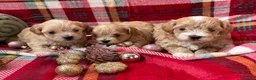 Maltipoo perros en venta: Maltipoo Toy disponibles - Anuncio 1