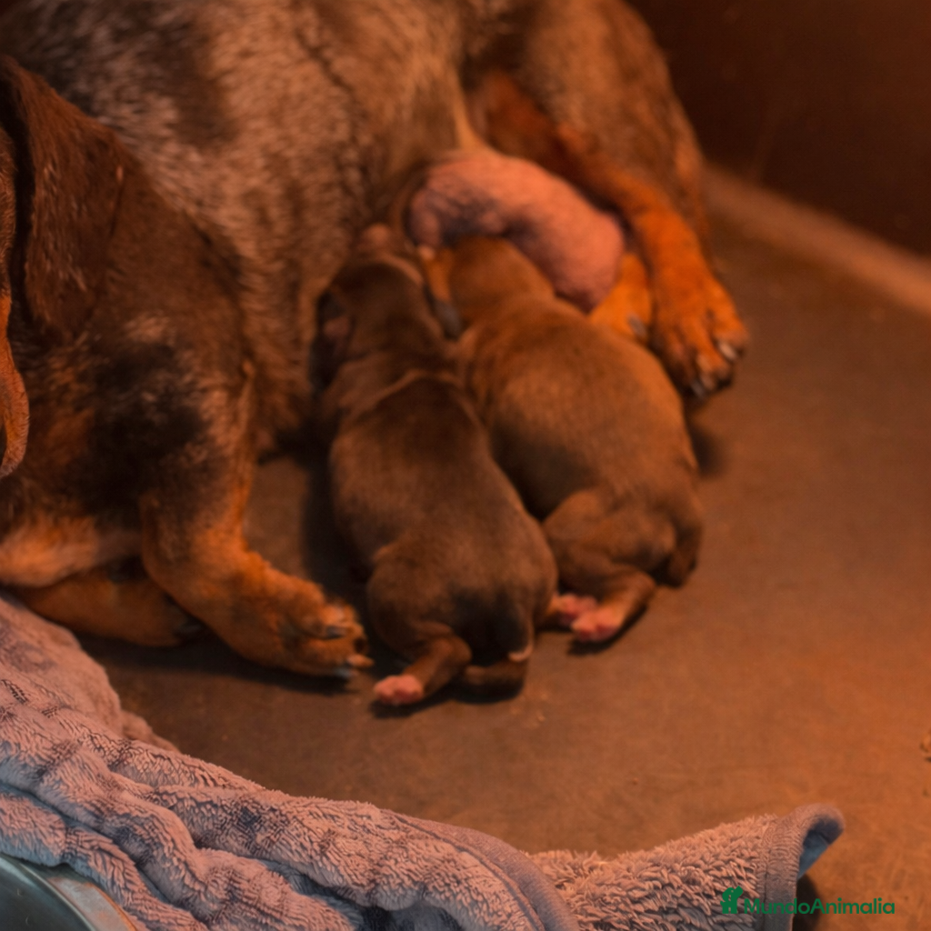 Teckel Miniatura perros Cachorros Teckel miniatura  - Anuncio 2