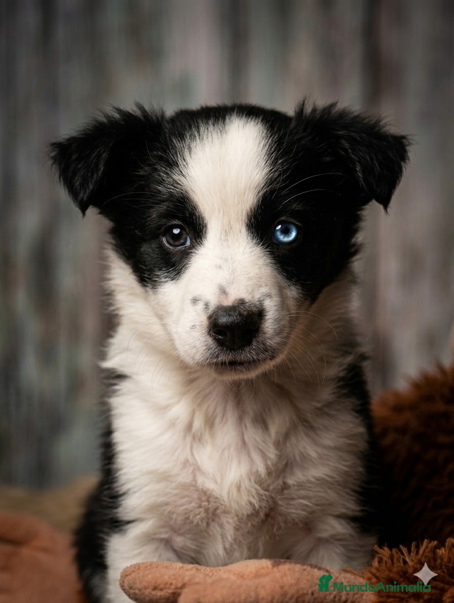 Border Collie perros Border collie  - Anuncio 1