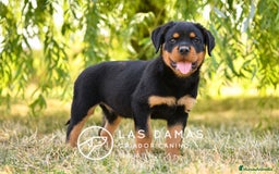 Rottweiler perros en venta: NO SON SIMPLEMENTE CACHORROS DE ROTTWEILER… - Imagen 1