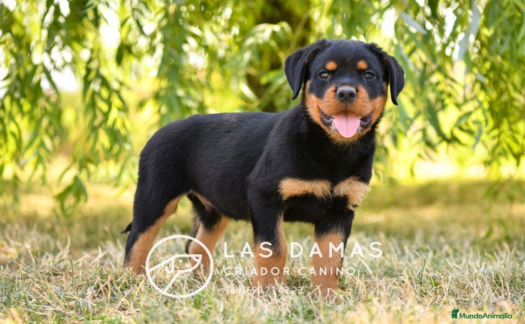 Rottweiler perros - Propaganda 1