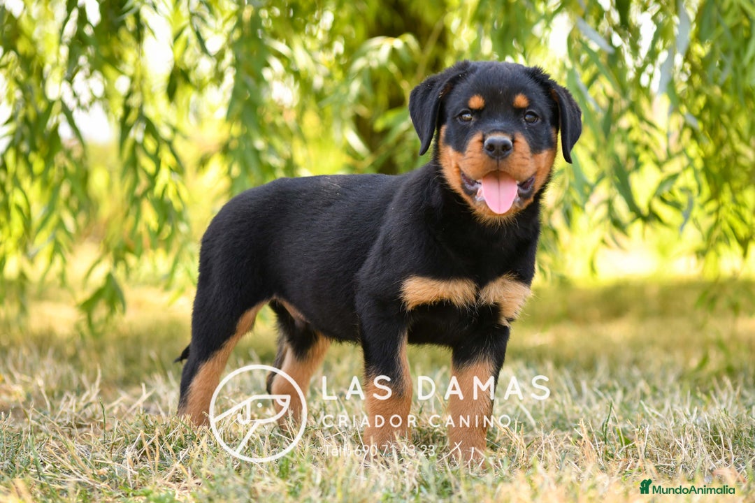 Rottweiler perros en venta: NO SON SIMPLEMENTE CACHORROS DE ROTTWEILER… - Imagen 1