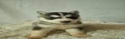 Husky Siberiano perros en venta: CACHORROS HUSKY SIBERIANO  - Anuncio 5