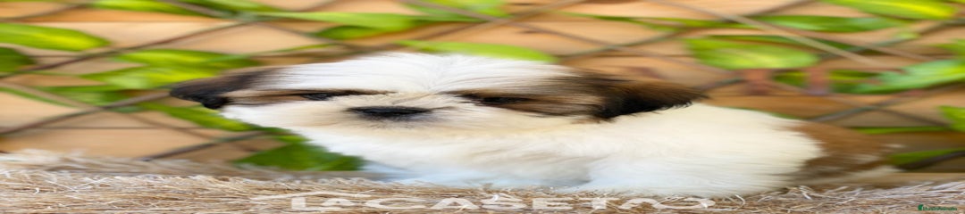 Shih Tzu Cachorro 3183