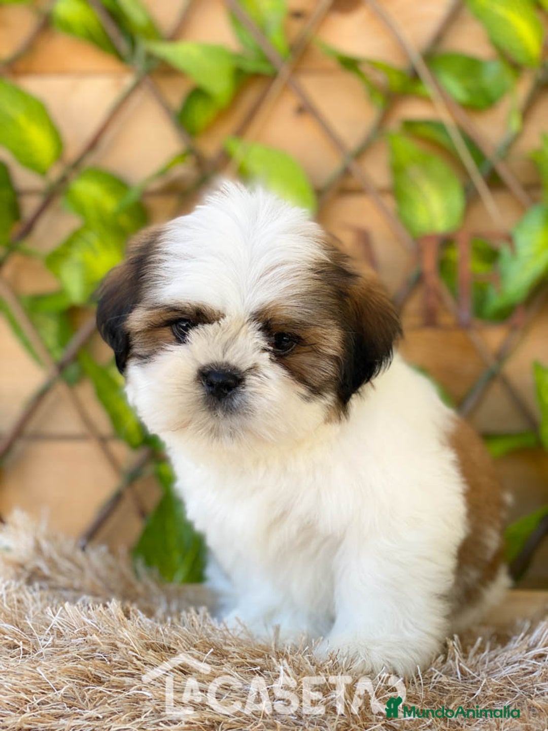 Shih Tzu perros en venta: Camada de Yadira  - Imagen 7