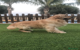 Golden Retriever perros en venta: Cachorros golden con pedigree  - Anuncio 7