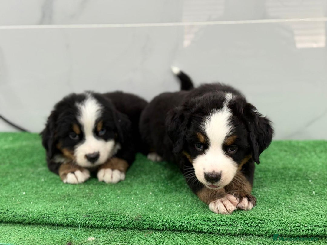 Boyero de Berna perros en venta: hermosa camada de boyero - Imagen 4