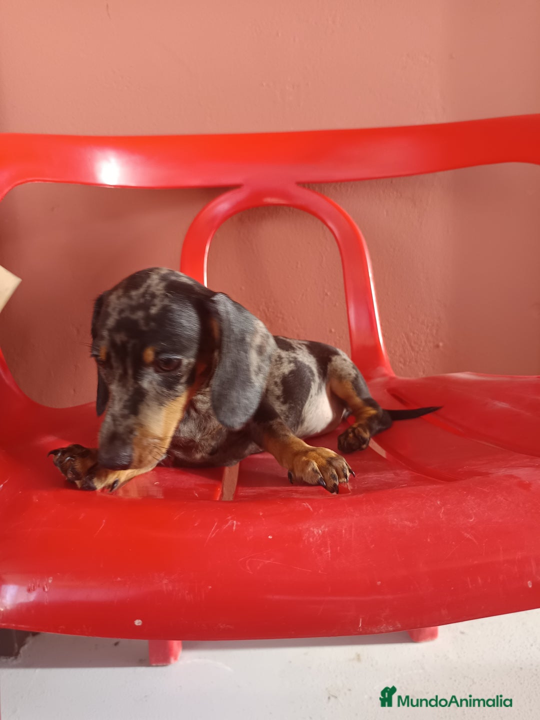 Teckel Miniatura perros en venta: Tekel arlequín - Imagen 4