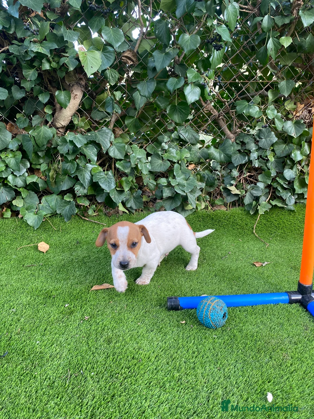 Jack Russell Terrier perros en venta: Jack Russell patas cortas - Anuncio 1