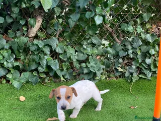 Jack Russell Terrier perros Jack Russell patas cortas - Anuncio 23