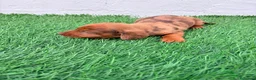 Teckel Miniatura perros en venta: Teckel miniatura merle chocolate  - Anuncio 6