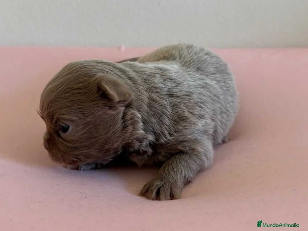 Chihuahua perros en venta: PRECIOSO CHIHUAHUA LINEA RUSA CABEZA DE MANZANA - Anuncio 5