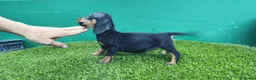 Teckel Miniatura perros en venta: Teckel kaninchen  pelo largo  - Anuncio 5