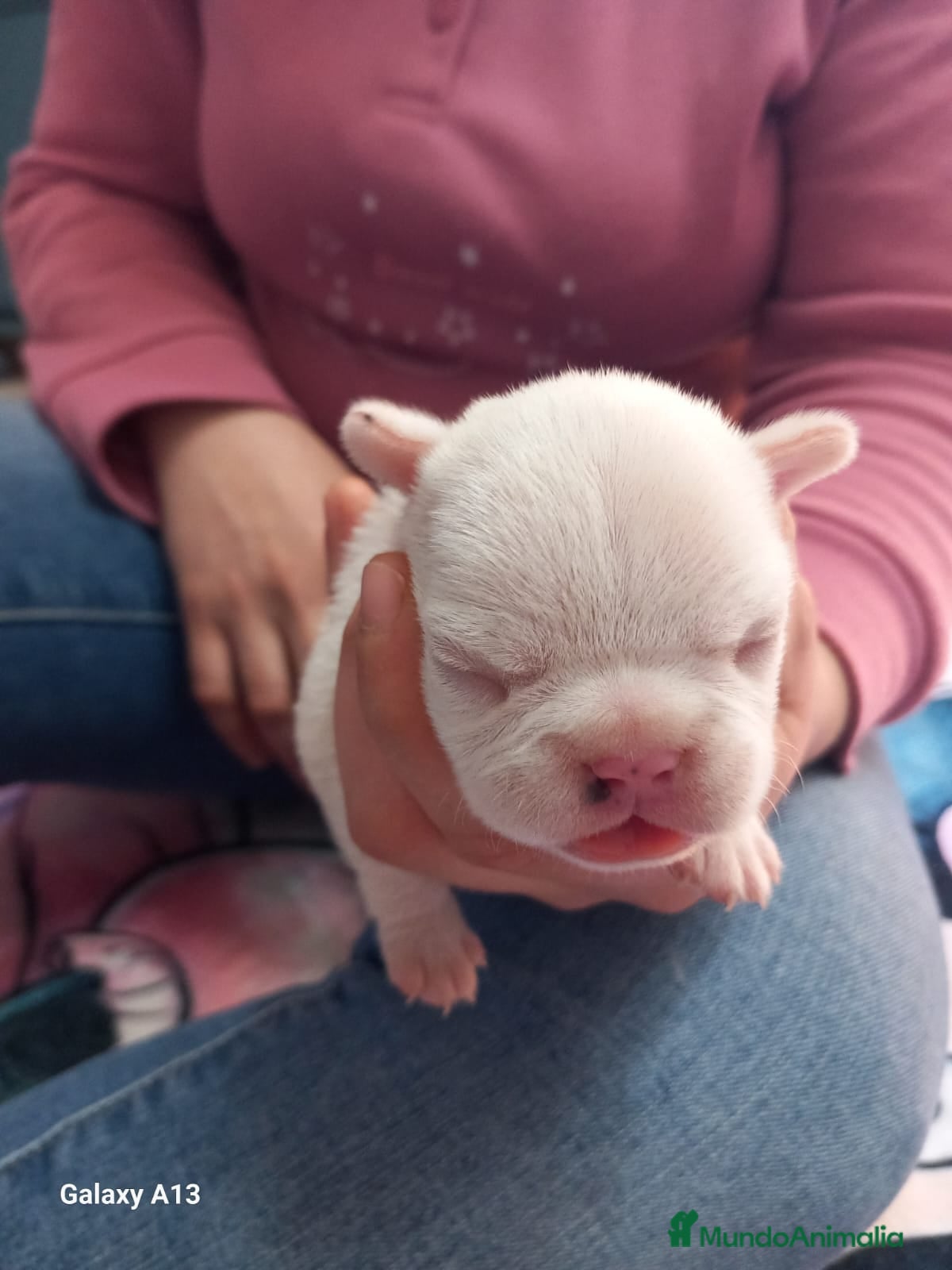 Bulldog Francés perros Bulldog francés  - Anuncio 30