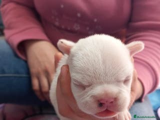 Bulldog Francés perros Bulldog francés - Anuncio 7