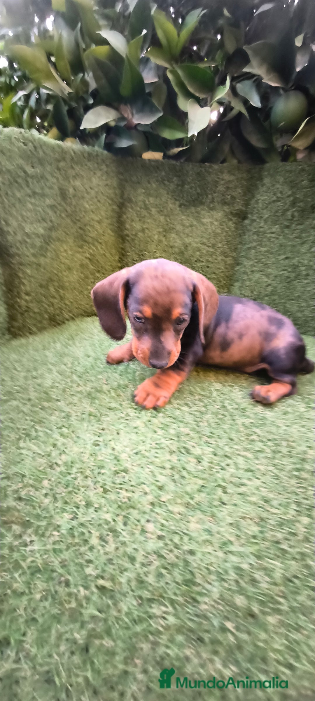 Teckel Miniatura perros en venta: teckel arlequín bronce  - Imagen 2