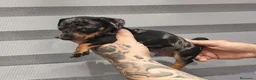 Teckel perros en venta: 🌟ÚLTIMA PAREJA DE TEKEL y Negros fuego🌟 - Anuncio 7
