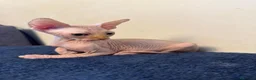 Sphynx gatos en venta: Machito ojos verdes  - Anuncio 9