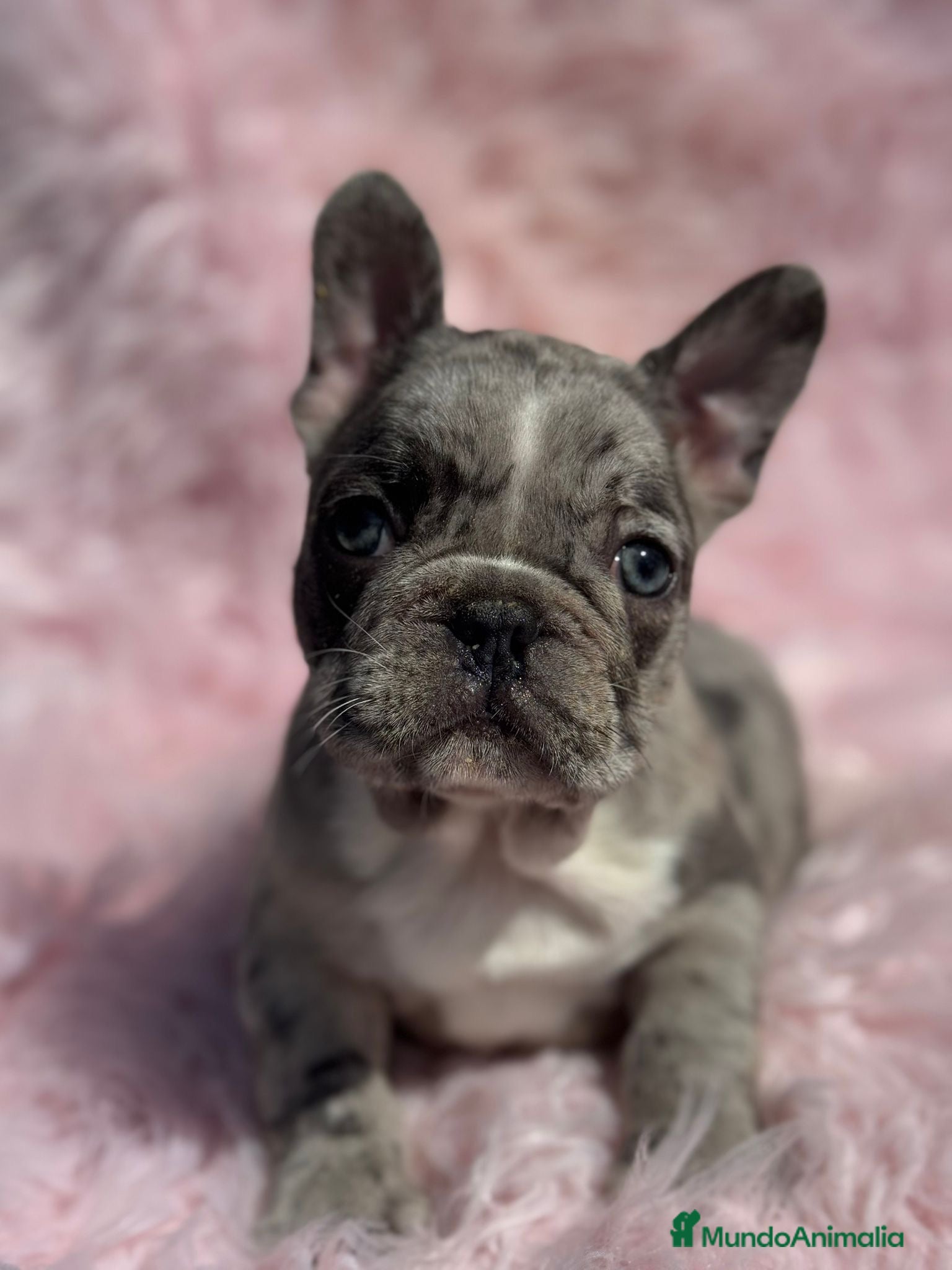 Bulldog Francés perros BULLDOG FRANCÉS EXÓTICO MERLE - Anuncio 17