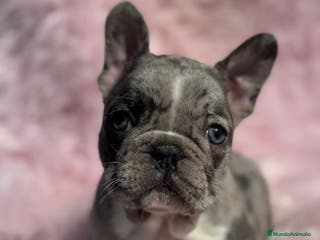 Bulldog Francés perros BULLDOG FRANCÉS EXÓTICO MERLE - Anuncio 31