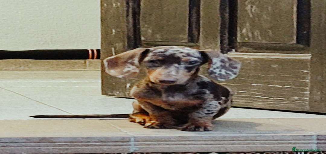 Imagen de galería {{count}}