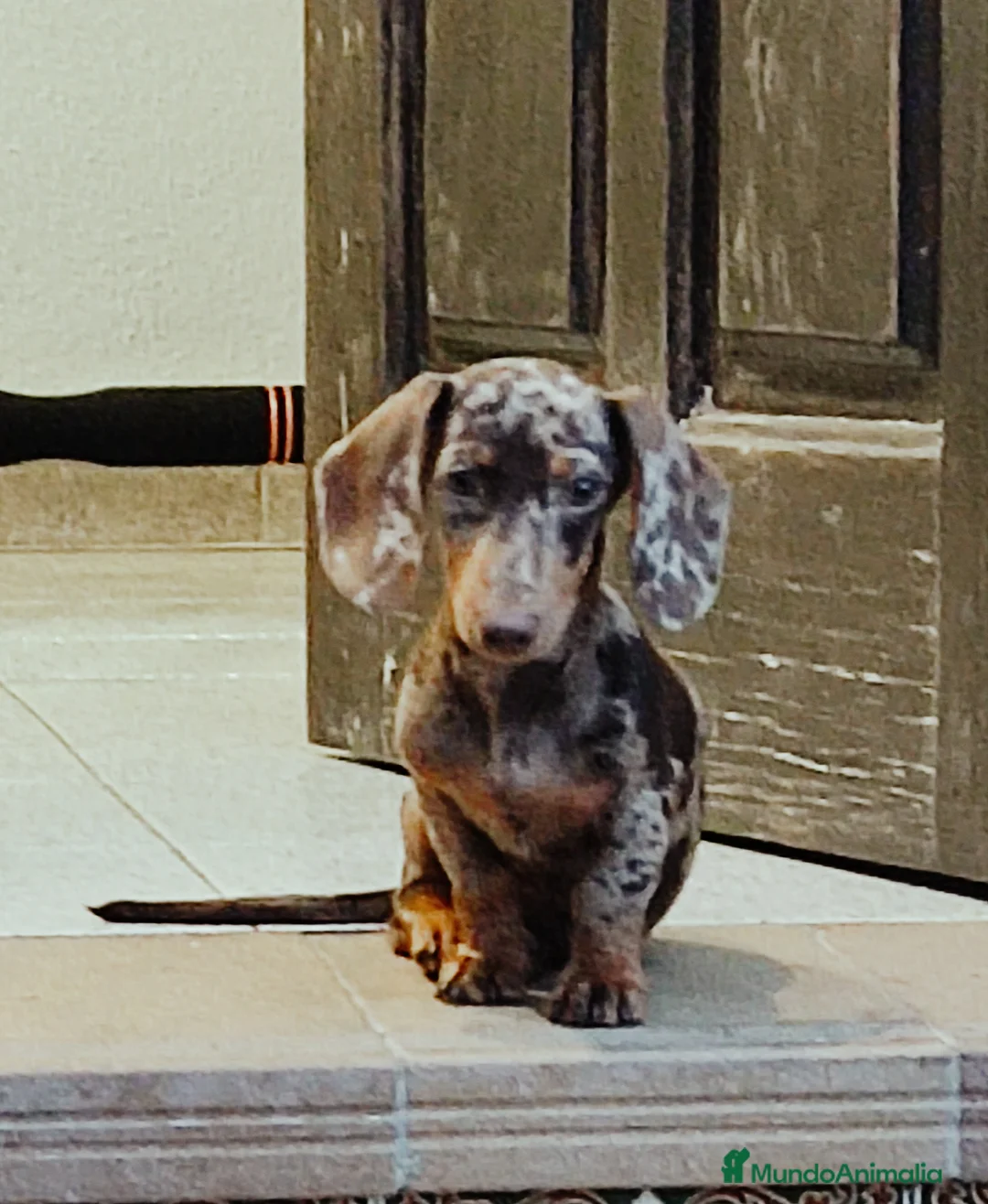 Imagen de galería {{count}}