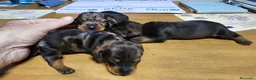Teckel perros en venta: Espectaculares cachorritos de teckel  - Anuncio 3
