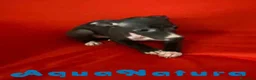 Pequeño Lebrel Italiano perros en venta: Lebrel Italiano Hembra 6224 de BN- AQUANATURA en Barcelona - Anuncio 8