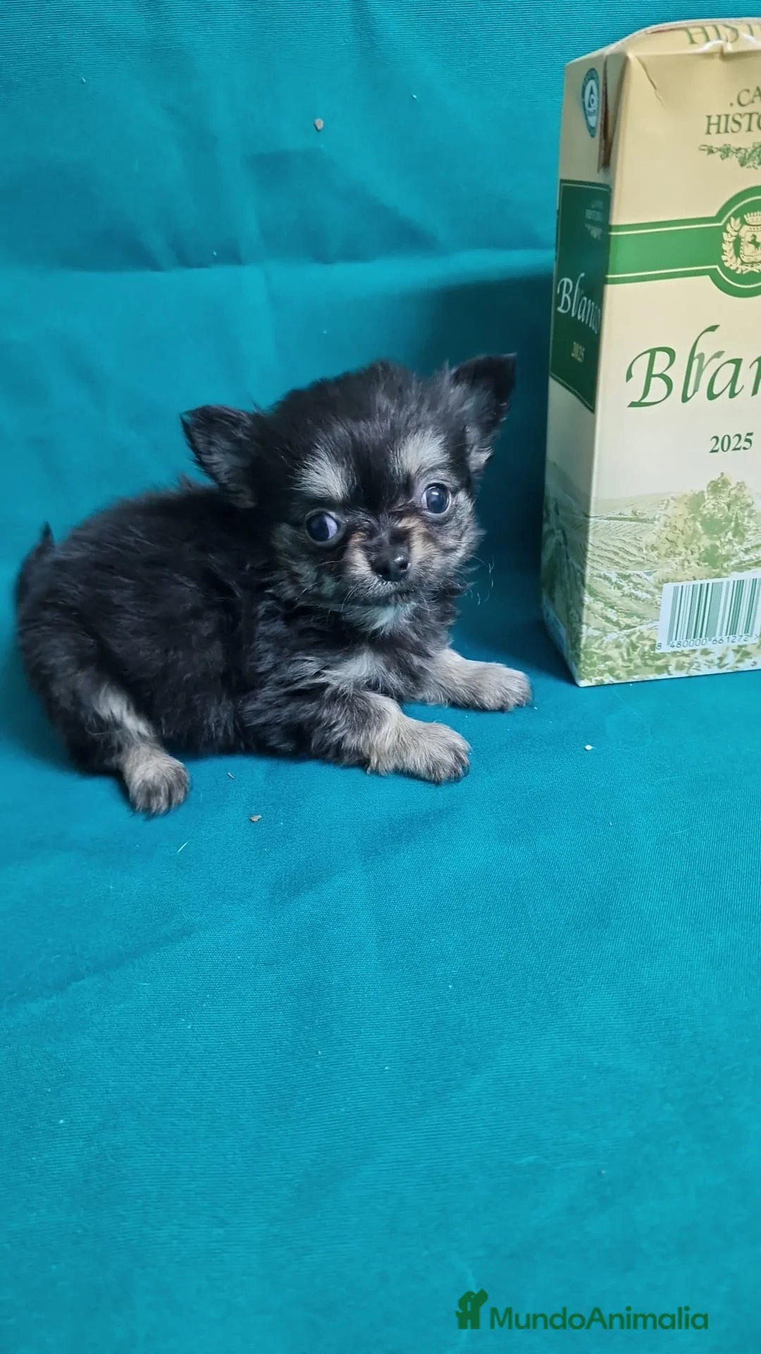 Chihuahua perros en venta: Chihuahua - Anuncio 1