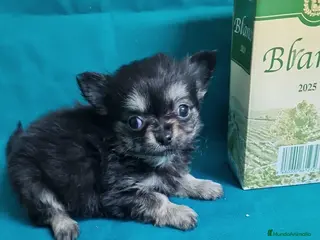 Chihuahua perros Chihuahua - Anuncio 1