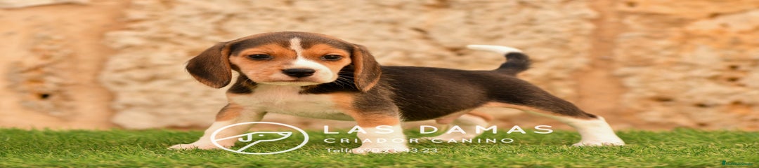 Beagle macho 1