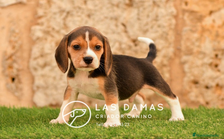 Beagle perros - Anuncio 8