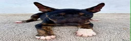 Bull Terrier Miniatura perros en venta: Bull terrier miniatura  - Anuncio 5