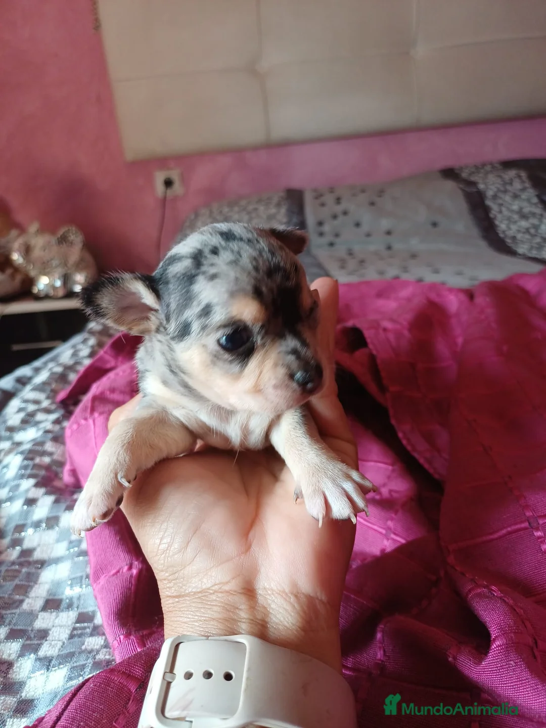 Chihuahua perros en venta: Chihuahua macho merle🩵🐾 - Anuncio 2