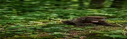 Labrador Retriever perros en venta: Labrador retriever chocolate  - Anuncio 3