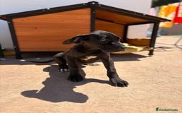 Dogo Alemán perros en venta: OPORTUNIDAD GRAN DANES HEMBRA - Imagen 10