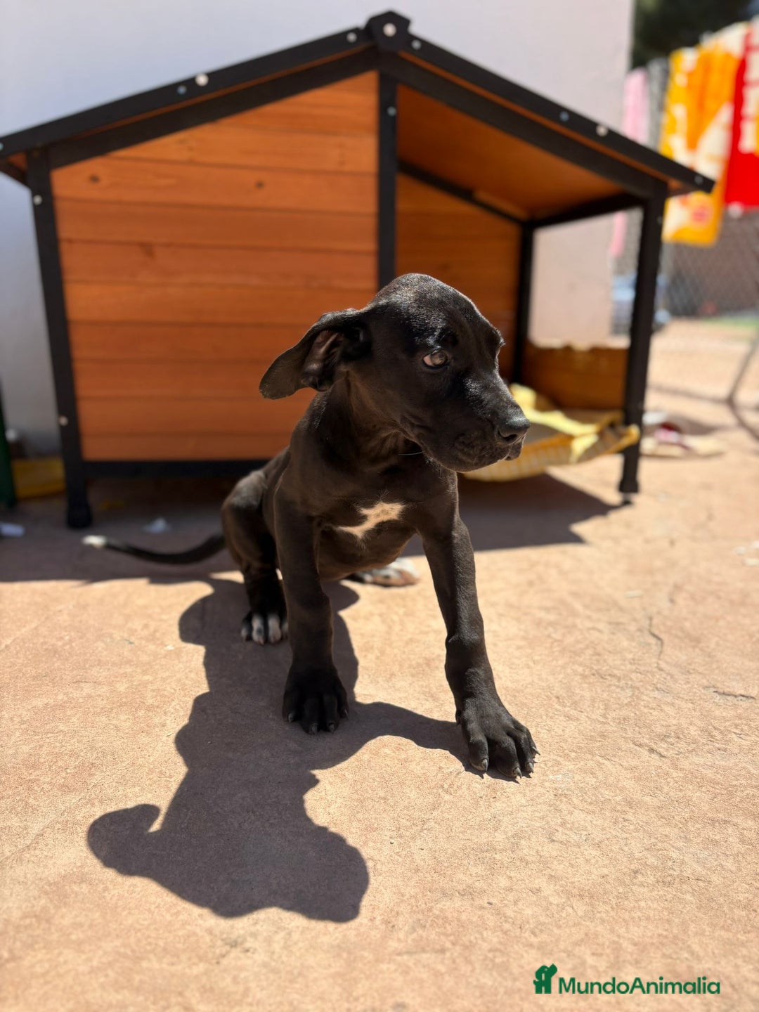 Dogo Alemán perros en venta: OPORTUNIDAD GRAN DANES HEMBRA - Imagen 10