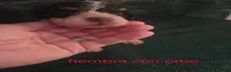 Perro de Agua Español perros en venta: Espectacular perro de agua en Madrid - Anuncio 9
