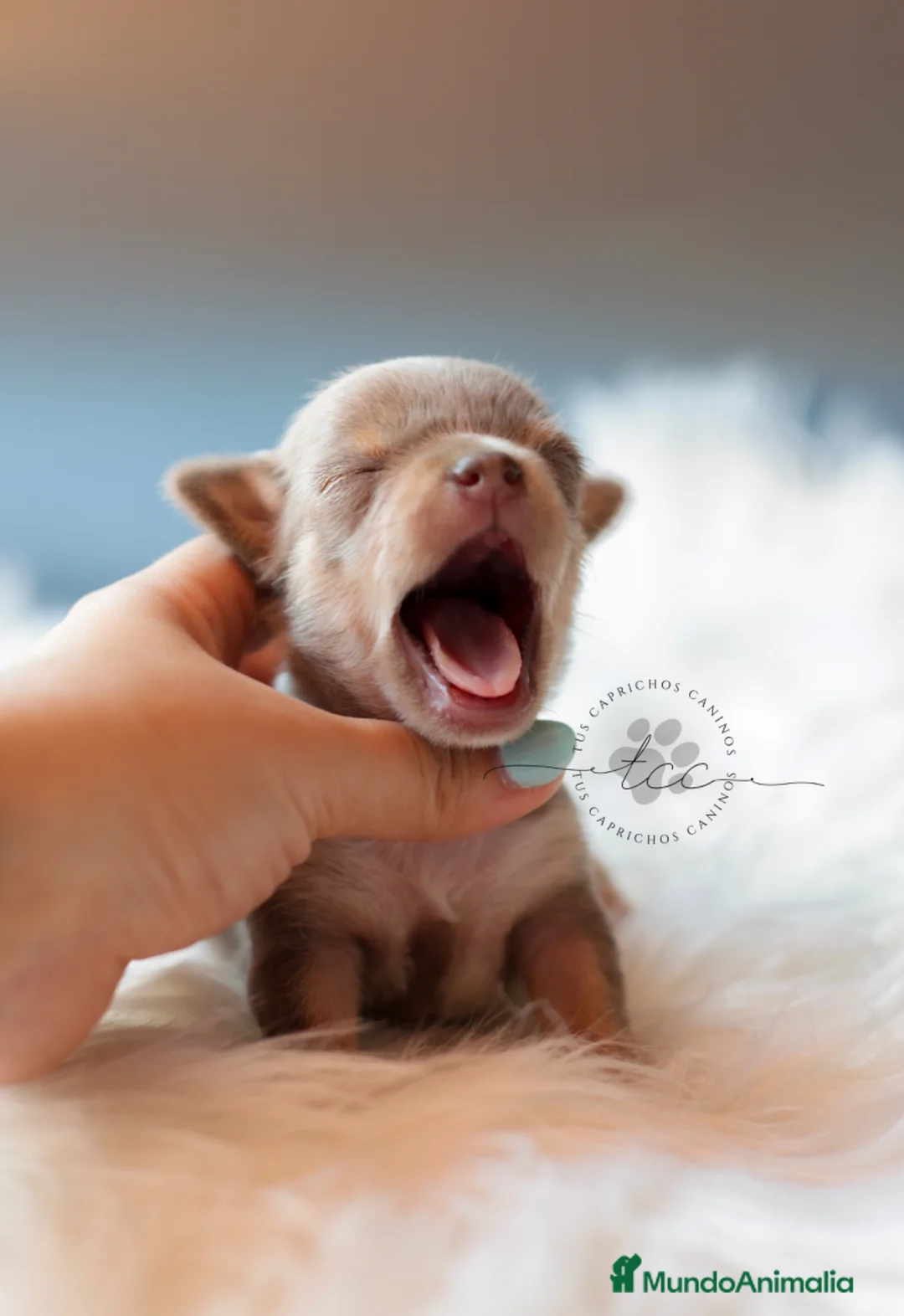 Chihuahua perros en venta: CHIHUAHUA TRICOLOR LILAC  - Anuncio 2