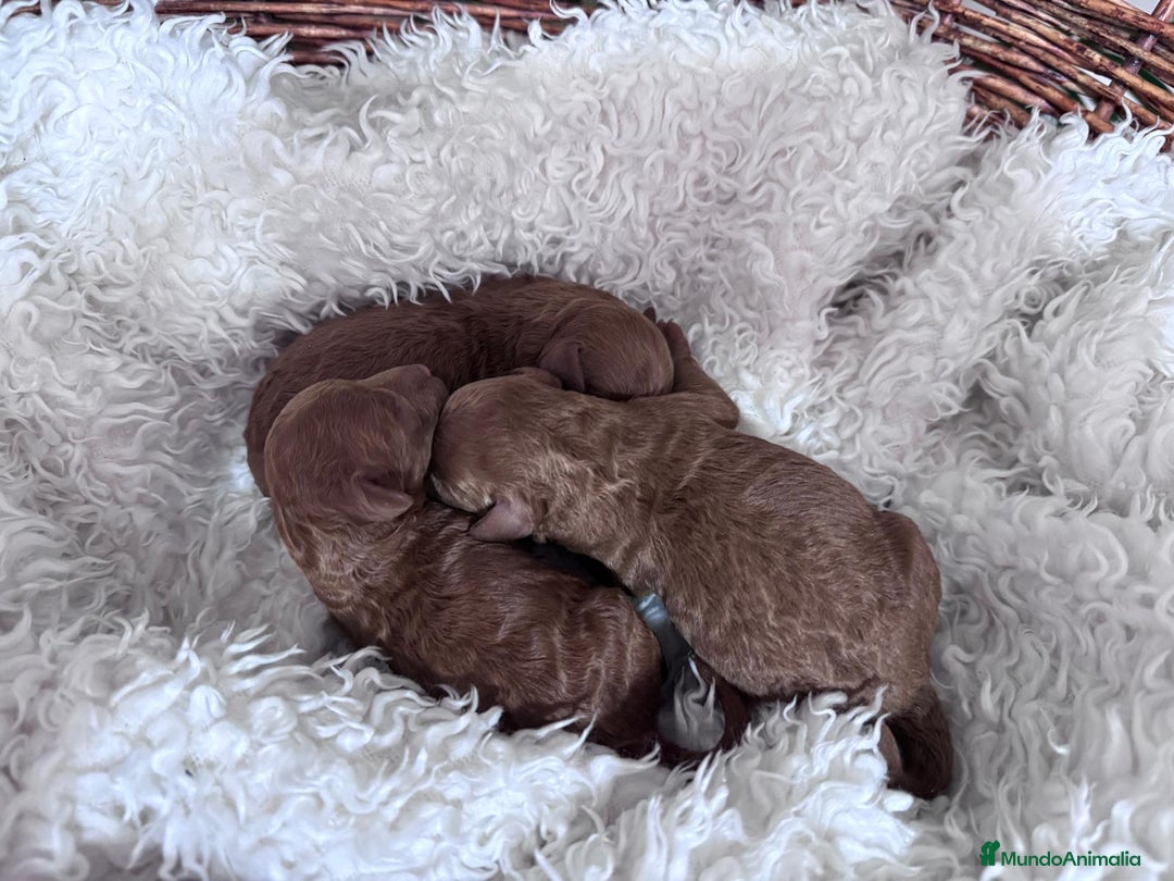 Caniche Toy perros en venta: CANICHE TOY ROJO - Anuncio 2