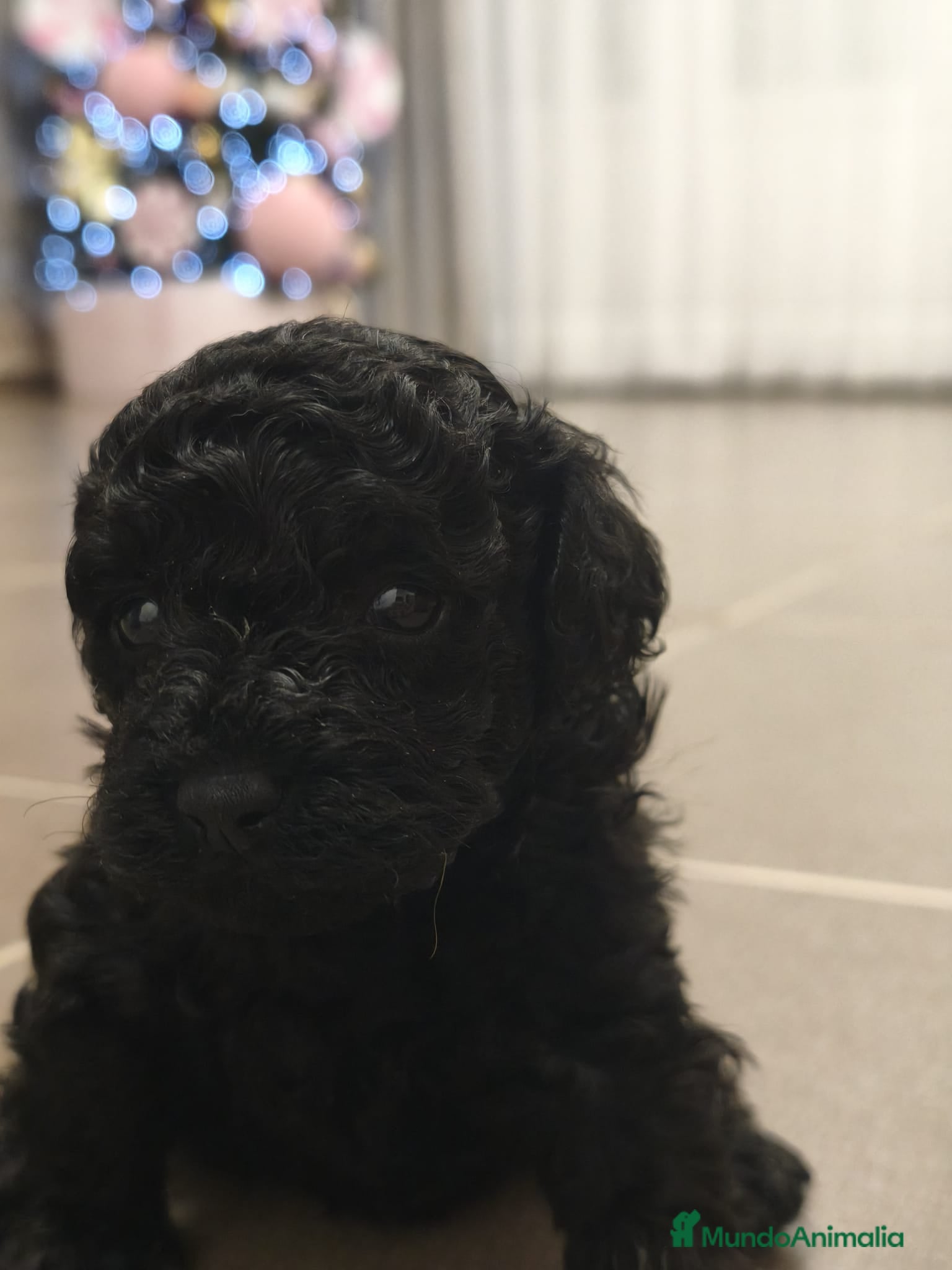 Caniche Toy perros Espectacular hembra - Anuncio 1