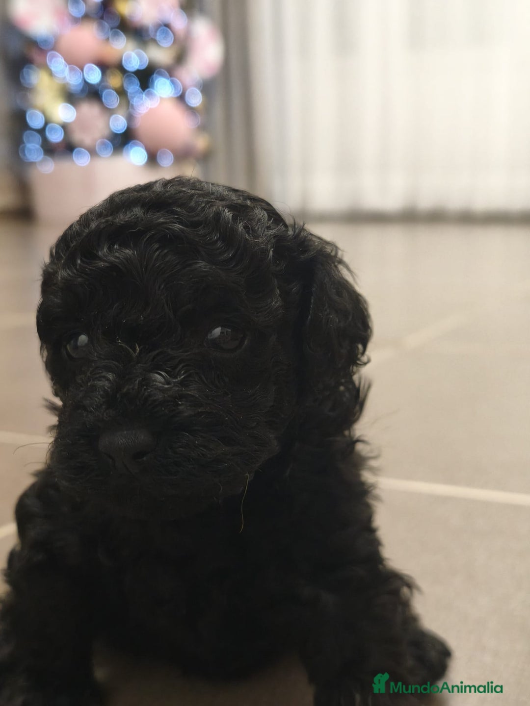 Caniche Toy perros en venta: Espectacular hembra - Anuncio 1