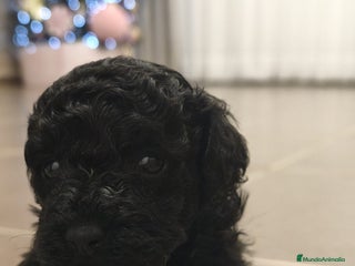 Caniche Toy perros Espectacular hembra - Anuncio 1