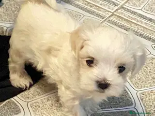 Bichón Maltés perros Bichón maltés toy coreano - Anuncio 6