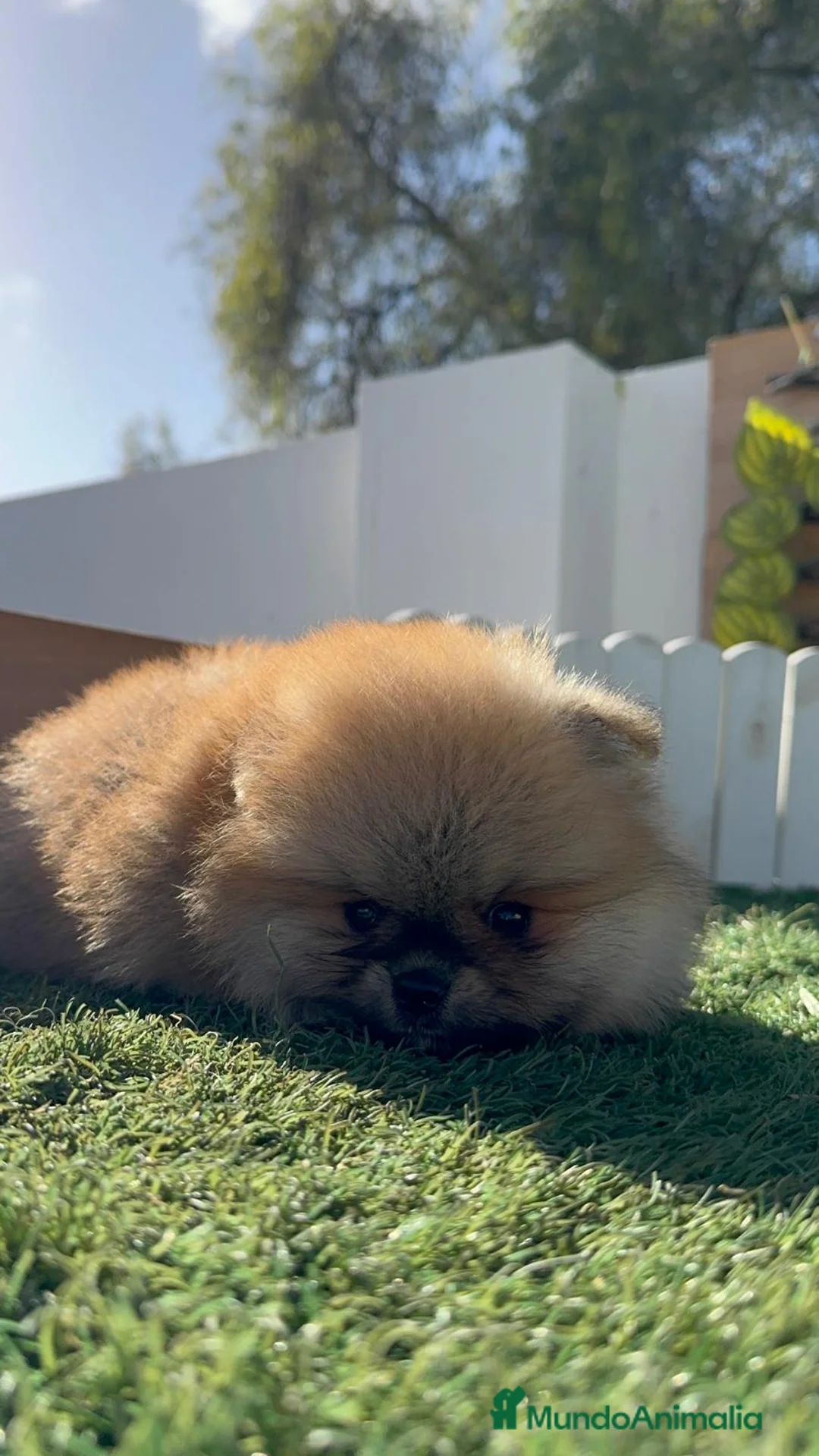 Pomerania perros en venta: POMERANIA - Anuncio 10