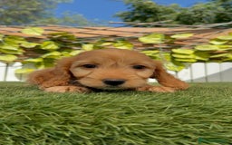 Otras razas perros en venta: Cockapoo hembra - Imagen 4