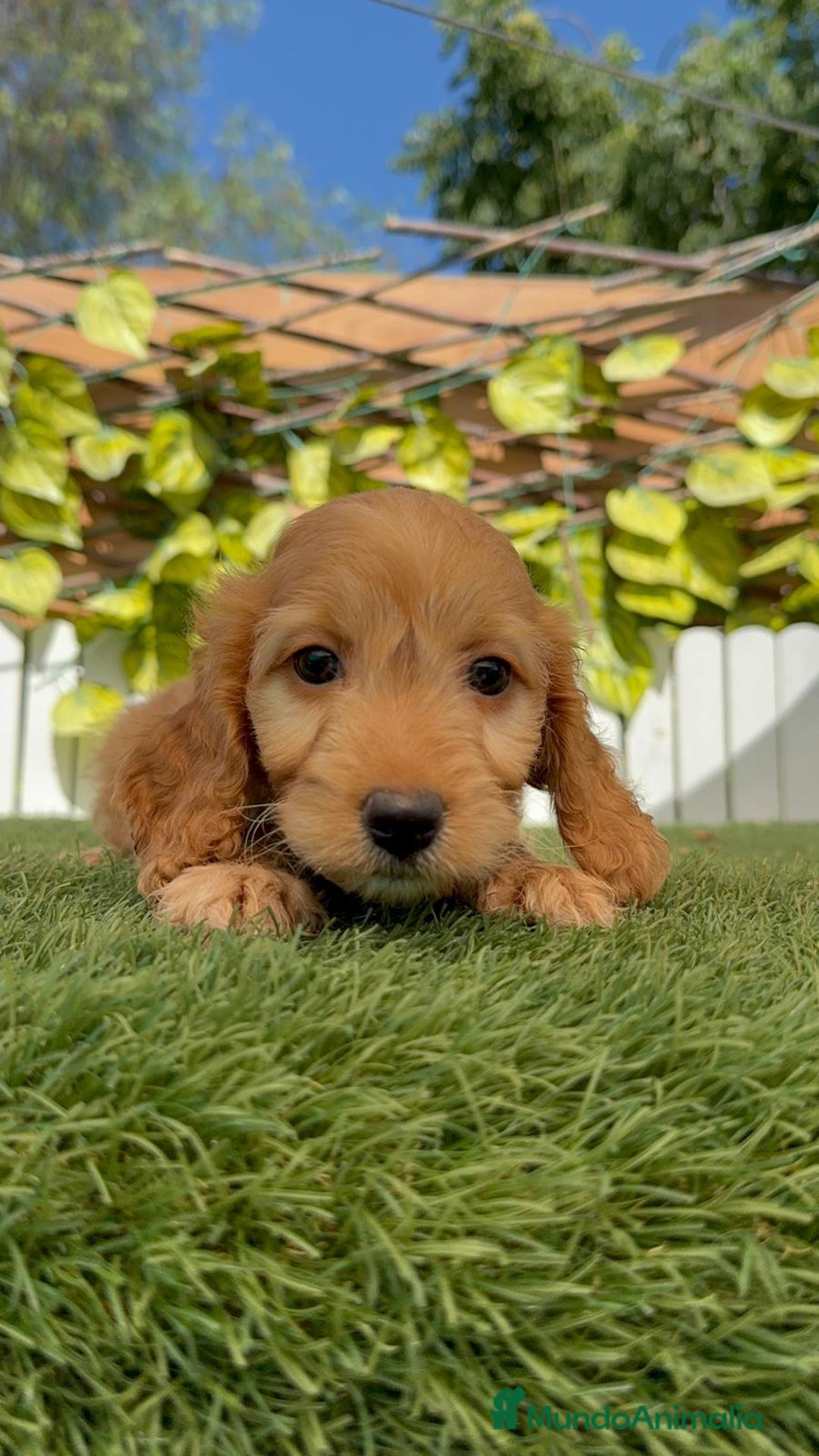 Otras razas perros en venta: Cockapoo hembra - Imagen 4