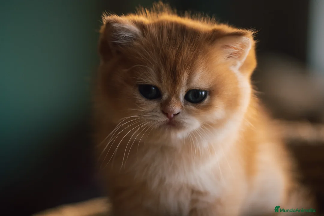 Británico de Pelo Corto gatos en venta: Niñas british golden chinchilla  - Anuncio 7
